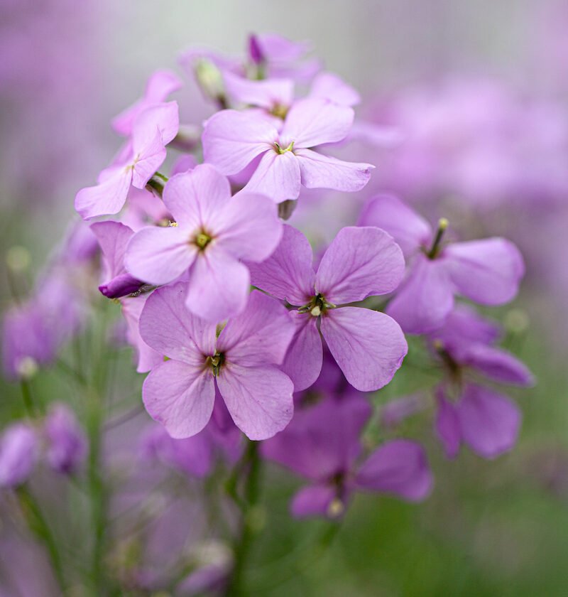 Zbliżenie kwiatów Wieczornika damskiego fioletowego (Hesperis matronalis) o delikatnych, jasnofioletowych płatkach i miękkich zielonych łodygach, prezentowanych w internetowym butiku ogrodniczym; idealna roślina ozdobna na obwódki ogrodowe i rabaty kwiatowe przyjazne owadom zapylającym.