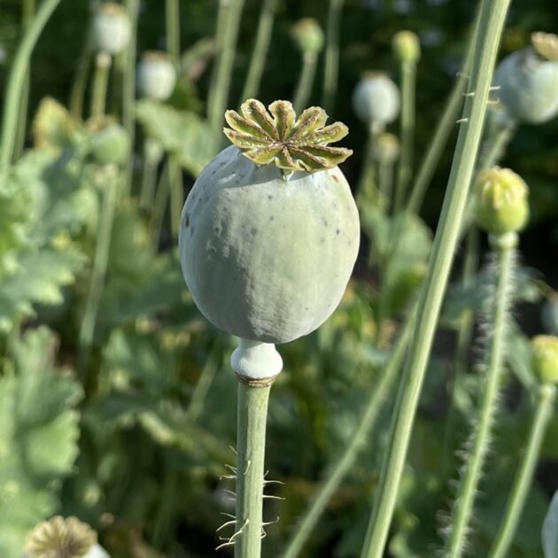Zbliżenie na strąk maku odmiany Mak 'Breadseed' ukazujące szczegółową, gwiaździstą fakturę korony, idealną do wyjątkowych kompozycji kwiatowych i wystaw ogrodowych. W tle rozmyte zielone łodygi i liście — idealne do internetowego butiku ogrodniczego prezentującego egzotyczne nasiona maku.