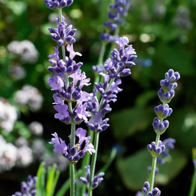 Lawenda wąskolistna (Lavandula Vera) w rozkwicie — zbliżenie ukazujące pachnące fioletowe kłosy kwiatów na wysokich zielonych łodygach, idealne do ogrodów wiejskich i rabat. Najwyższej jakości rośliny lawendy z naszego internetowego butiku ogrodniczego, idealne dla zapylaczy i do mało wymagających prac ogrodniczych. Miękkie zielone i białe tło podkreśla żywe kwiaty.
