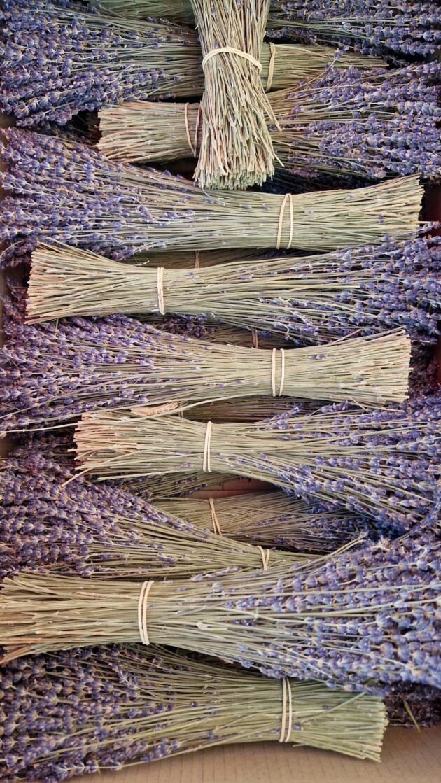 Kupuj pakiety premium angielskiej lawendy (Lavandula angustifolia 'Vera') — świeżo zebrane łodygi ziół i żywe fioletowe kwiaty, starannie związane dla łatwej dekoracji domu lub majsterkowania w naszym internetowym butiku ogrodniczym. Idealne do naturalnych zapachów, kompozycji kwiatowych i projektów DIY.