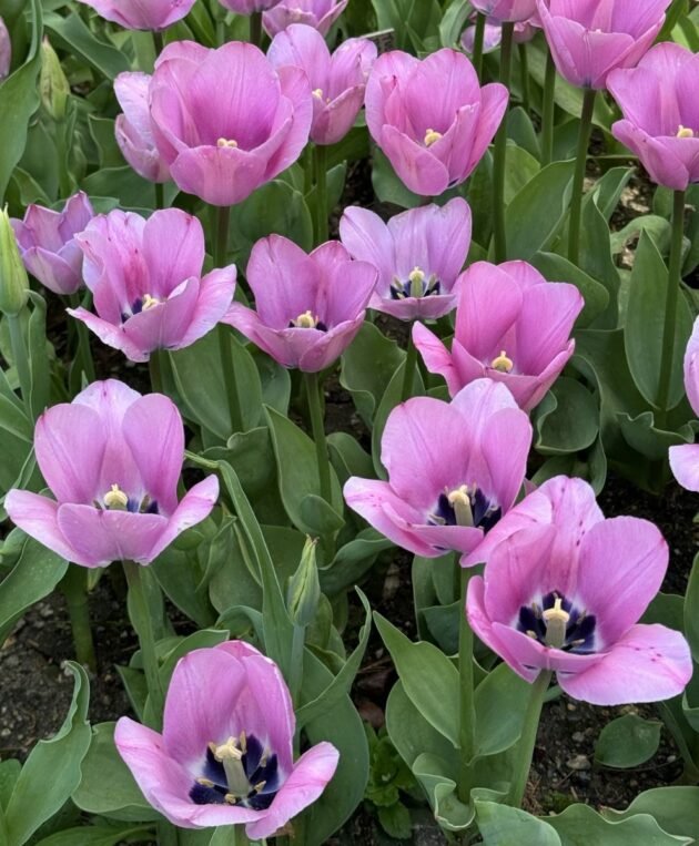 Grono kwitnących tulipanów odmiany Tulipan 'Janis Joplin' o intensywnie różowych płatkach i ciemnych środkach, rosnących w bujnym ogrodzie z zielonymi liśćmi, w bogatej glebie i z sezonowymi liśćmi — idealne do wiosennych ogrodów kwiatowych z najlepszego internetowego butiku ogrodniczego.