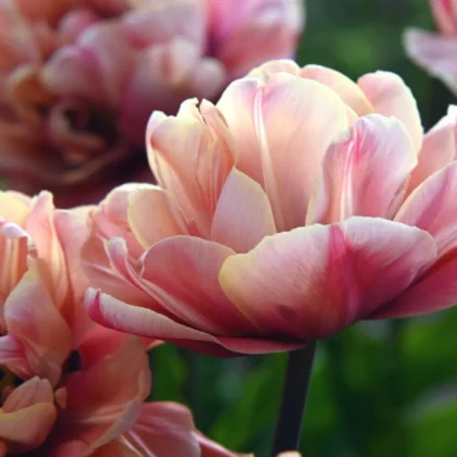 Tulipan 'La Belle Epoque' kwiaty tulipanów w pełnym rozkwicie z miękkimi brzoskwiniowymi i różowymi warstwowymi płatkami, sfotografowane z bliska w żywym wiosennym ogrodzie. Idealne do butiku ogrodniczego online, te najwyższej jakości cebulki tulipanów oferują oszałamiające kolory do rabat ogrodowych i kompozycji kwiatowych.