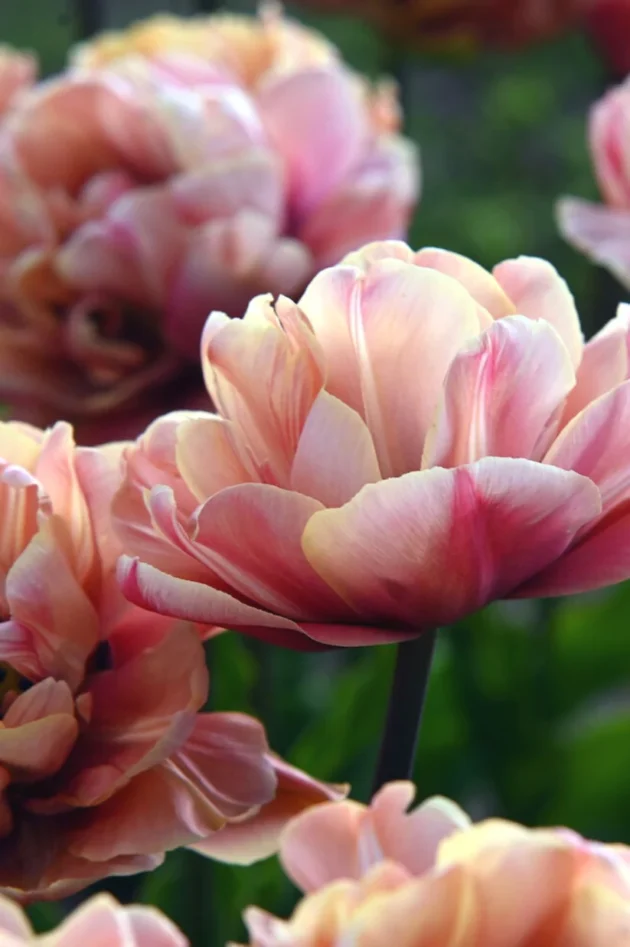 Tulipan 'La Belle Epoque' kwiaty tulipanów w pełnym rozkwicie z miękkimi brzoskwiniowymi i różowymi warstwowymi płatkami, sfotografowane z bliska w żywym wiosennym ogrodzie. Idealne do butiku ogrodniczego online, te najwyższej jakości cebulki tulipanów oferują oszałamiające kolory do rabat ogrodowych i kompozycji kwiatowych.