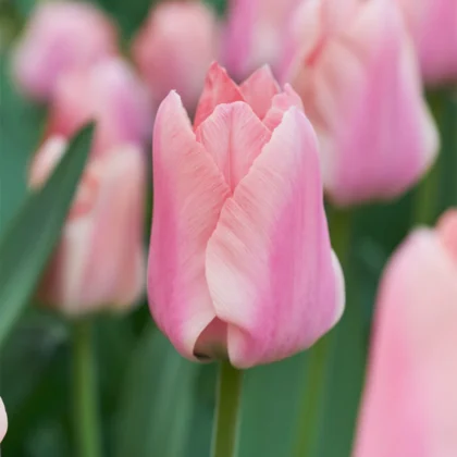 Zbliżenie kwitnącego tulipana Tulipan Exotic Emperor, wyprzedanego, prezentowanego w internetowym butiku ogrodniczym. Na zdjęciu widać eleganckie białe płatki tulipana Exotic Emperor, z żywymi różowymi tulipanami i bujnymi zielonymi liśćmi delikatnie rozmytymi w tle — idealne do inspiracji ogrodowych i wyboru cebulek wiosennych.
