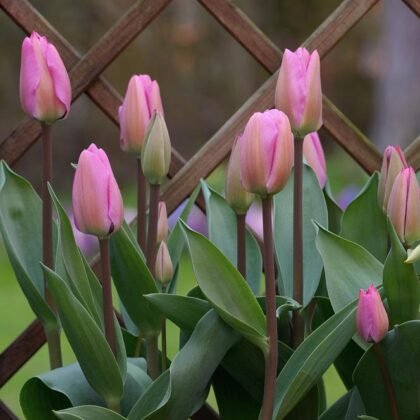 Żywe różowe tulipany Tulipan 'Janis Joplin' o bujnych zielonych liściach pięknie kwitną przed drewnianym płotem kratowym. Idealne do wiosennych ogrodów, te wyjątkowe różowe kwiaty tulipanów wyróżniają się uderzającym kolorem i zdrowym ulistnieniem — idealny dodatek z naszego internetowego butiku ogrodniczego do rabat ogrodowych lub kompozycji kwiatowych.