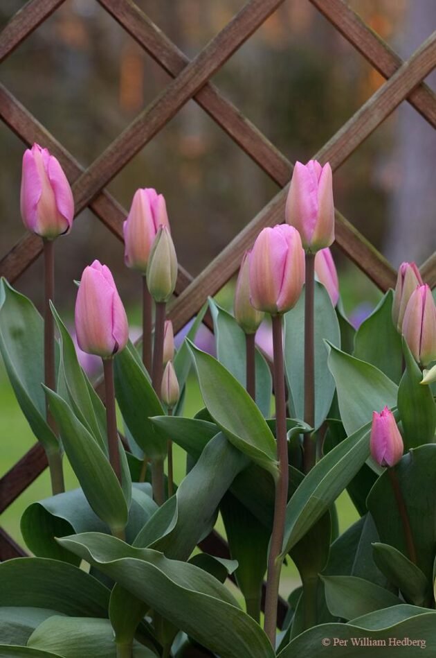Żywe różowe tulipany Tulipan 'Janis Joplin' o bujnych zielonych liściach pięknie kwitną przed drewnianym płotem kratowym. Idealne do wiosennych ogrodów, te wyjątkowe różowe kwiaty tulipanów wyróżniają się uderzającym kolorem i zdrowym ulistnieniem — idealny dodatek z naszego internetowego butiku ogrodniczego do rabat ogrodowych lub kompozycji kwiatowych.