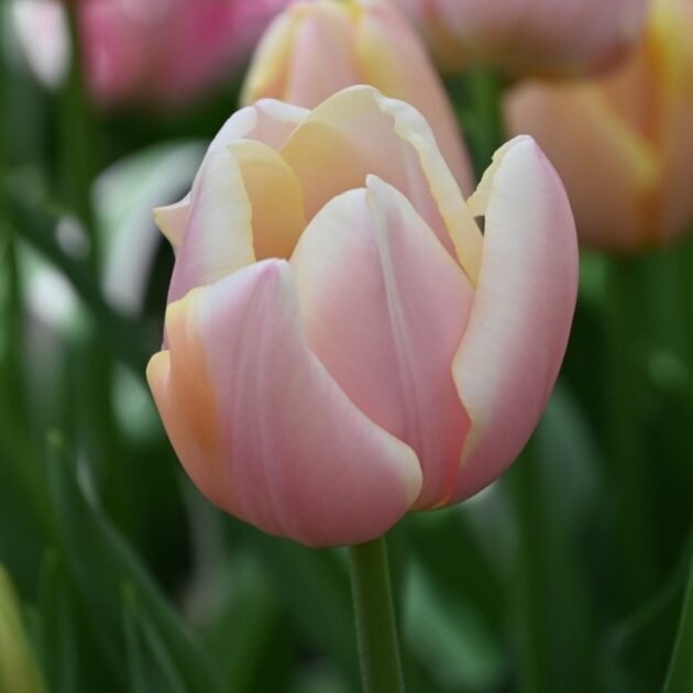 Zbliżenie na tulipana 'Apricona' (Kopia) – jasnoróżowego tulipana z kremowożółtymi płatkami, kwitnącego wśród bujnej zieleni liści; idealny wiosenny kwiat na rabaty ogrodowe, dostępny w naszym internetowym butiku ogrodniczym.