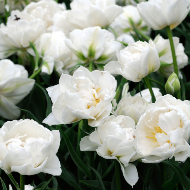 Cebule tulipanów Premium Tulipan ‘Mondial’, pełne, białe, w pełnym rozkwicie, z bujnymi zielonymi liśćmi i eleganckimi, warstwowymi płatkami z żółtymi pręcikami — idealne do wiosennych aranżacji ogrodowych, które można kupić w naszym internetowym butiku ogrodniczym.