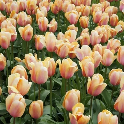 Soczyste fioletowe tulipany odmiany Tulipan 'Blushing Impression' w pełnym rozkwicie wypełniają bujny ogród zewnętrzny, prezentując duże zielone liście i efektowne kwiaty — idealne do inspiracji w sklepach ogrodniczych online oraz pomysłów na wiosenne ogrody cebulowe.