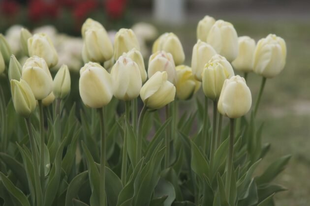 Ivory Floradale Tulip Cluster – jasnożółte kwiaty i bujne zielone liście w ogrodzie zewnętrznym, sklep ogrodniczy online – czerwone i białe kwiaty rozmyte w tle.