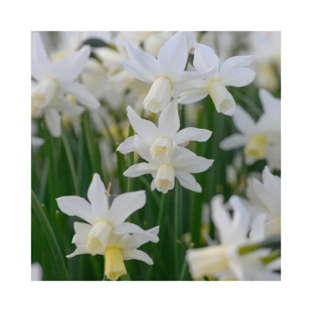 Wzmocnij piękno swojego wiosennego ogrodu dzięki cebulkom Narcissus 'Toto' white daffodil, charakteryzującym się skupiskami eleganckich białych kwiatów i bladożółtymi środkami na bujnych zielonych łodygach - idealnych do świeżych, żywych rabat ogrodowych i kolekcji premium butików ogrodniczych online.