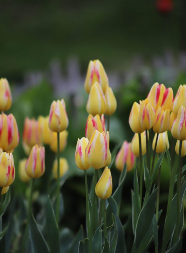Tulipan Antoinette - żywe żółte kwiaty tulipana z efektownymi różowymi smugami, kwitnące na tle bujnych zielonych liści. Idealny na obwódki ogrodowe i wiosenne rabaty kwiatowe. Sfotografowany przez Betsy Ekholm w Blithewold Manor Gardens and Arboretum.