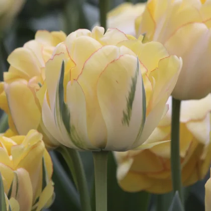 Zbliżenie kwiatów tulipana Tulipan ‘Akebono' z jasnożółtymi płatkami z zielonymi i delikatnie różowymi krawędziami, bujnymi zielonymi liśćmi i rozmytymi tulipanami w tle. Idealne do wiosennych ogrodów kwiatowych — idealny wybór z naszego internetowego butiku ogrodniczego.