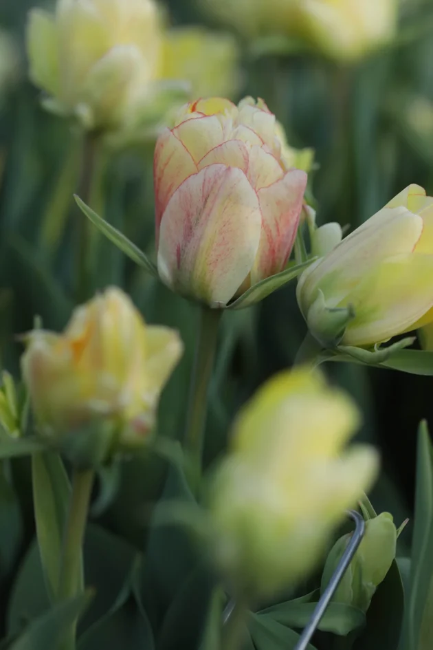 Zbliżenie na tulipana 'Akebono' o jasnożółtych tulipanach z delikatnymi różowymi smugami na środkowym kwiecie, otoczonego bujnymi zielonymi liśćmi i większą liczbą tulipanów w tle — idealny wiosenny kwiat do internetowego butiku ogrodniczego i inspiracji do przydomowych ogrodów.
