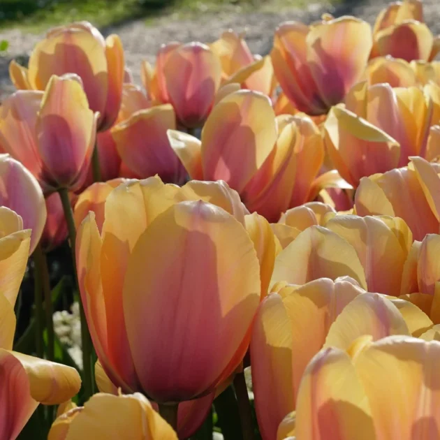 Tulipan 'Blushing Impression' – Oszałamiający wiosenny kwiat o żywych brzoswiniowych płatkach, idealny do jasnych i kolorowych aranżacji ogrodowych – Najwyższej jakości cebulki tulipanów dostępne w naszym internetowym butiku ogrodniczym.
