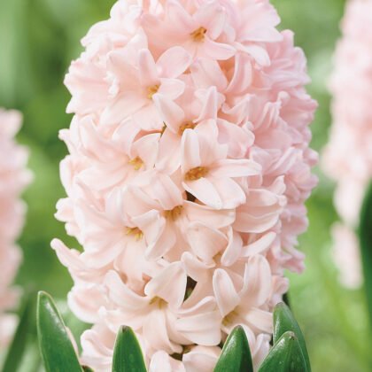 Zbliżenie na kwiaty hiacynta 'Apricot Passion' w internetowym butiku ogrodniczym - jasnoróżowe kwiaty hiacynta o gęstych, delikatnych płatkach i długich, wąskich, zielonych liściach, idealne do wiosennego ogrodu. Wysokiej jakości cebulki hiacyntów i rośliny kwitnące na delikatnym zielonym tle.