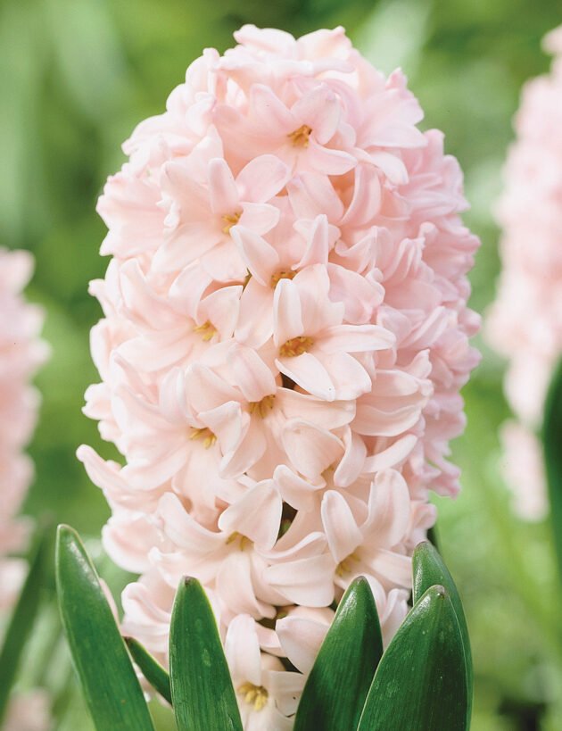 Zbliżenie na kwiaty hiacynta 'Apricot Passion' w internetowym butiku ogrodniczym - jasnoróżowe kwiaty hiacynta o gęstych, delikatnych płatkach i długich, wąskich, zielonych liściach, idealne do wiosennego ogrodu. Wysokiej jakości cebulki hiacyntów i rośliny kwitnące na delikatnym zielonym tle.