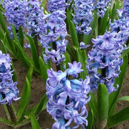 Skupiska żywych hiacyntów 'Delfts Blue' o bujnych zielonych liściach kwitnących blisko siebie w bogatej glebie ogrodowej, otoczone innymi kolorowymi odmianami tulipanów i znacznikami roślin - idealne do dodania uderzających kolorów do wiosennego ogrodu z naszego internetowego butiku ogrodniczego.