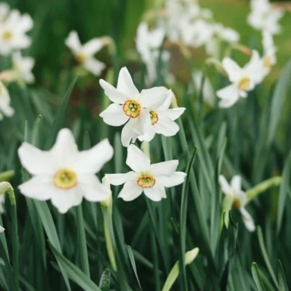 żonkile Poeticus Recurvus Narcissus o czystych białych płatkach i żywych żółto-pomarańczowych środkach, prezentowane wśród bujnych zielonych liści w kwitnącym wiosennym ogrodzie. Wysokiej jakości kwiaty żonkila dostępne w naszym internetowym butiku ogrodniczym, otoczone miękkimi liśćmi i dodatkowymi żonkilami w tle.