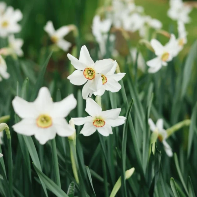żonkile Poeticus Recurvus Narcissus o czystych białych płatkach i żywych żółto-pomarańczowych środkach, prezentowane wśród bujnych zielonych liści w kwitnącym wiosennym ogrodzie. Wysokiej jakości kwiaty żonkila dostępne w naszym internetowym butiku ogrodniczym, otoczone miękkimi liśćmi i dodatkowymi żonkilami w tle.