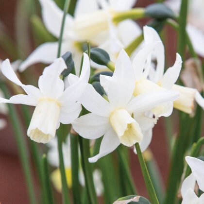 Zbliżenie na tętniące życiem białe kwiaty żonkila Narcissus 'Toto' z jasnożółtymi środkami, kwitnące wśród bujnych zielonych łodyg w wiosennym ogrodzie - idealne do kolekcji roślin w butikach ogrodniczych online i sprzedaży cebulek.