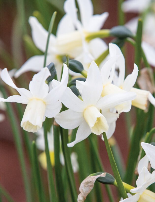 Zbliżenie na tętniące życiem białe kwiaty żonkila Narcissus 'Toto' z jasnożółtymi środkami, kwitnące wśród bujnych zielonych łodyg w wiosennym ogrodzie - idealne do kolekcji roślin w butikach ogrodniczych online i sprzedaży cebulek.