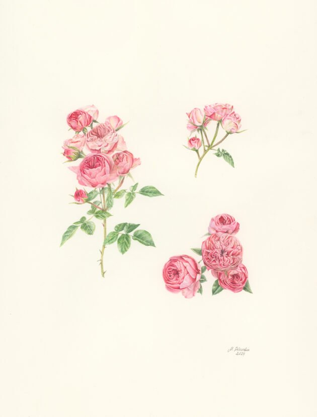 Botaniczna ilustracja wydrukowana „Pocztówka Róża'” przedstawiająca piękne różowe bukiety róż z bujnymi zielonymi liśćmi, z których każdy prezentuje różne stadia kwitnienia. Idealna kwiatowa sztuka ścienna dla miłośników ogrodów i entuzjastów róż. Unikalny, rysowany ręcznie wzór z eleganckimi, ręcznie pisanymi akcentami na czystym, białym tle — idealny do wystroju butiku ogrodniczego online.