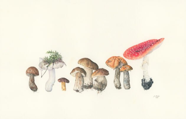 Pocztowka botaniczna z grafiką akwarelową „Spacer po lesie'” przedstawia uroczy rząd różnorodnych grzybów, w tym efektownego czerwono-białego muchomora, pomalowanego na żywe, naturalne kolory. To idealny prezent botaniczny lub wyjątkowa dekoracja nawiązująca do ogrodu z oferty internetowego butiku ogrodniczego.