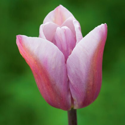 Zbliżenie na tulipana 'Mistress Mystic' — elegancki różowy tulipan z płatkami w odcieniach fioletu i pomarańczu — idealny do wiosennych ogrodów, prezentowany na soczyście zielonym, rozmytym tle, dostępny w naszym internetowym butiku ogrodniczym.