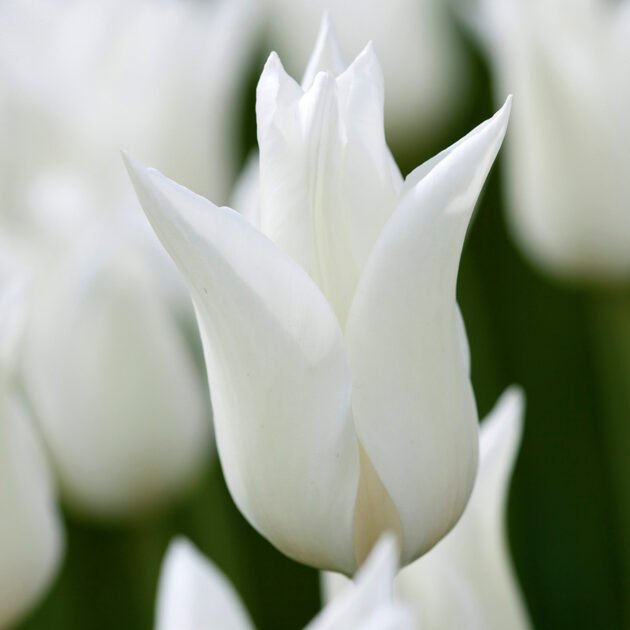 Zbliżenie tulipana 'White Triumphator' o gładkich, białych płatkach, kwitnącego wyprostowanego w wiosennym ogrodzie, otoczonego delikatnie rozmytymi białymi tulipanami — najwyższej jakości cebulki dostępne w naszym internetowym butiku ogrodniczym, oferującym eleganckie kompozycje kwiatowe.