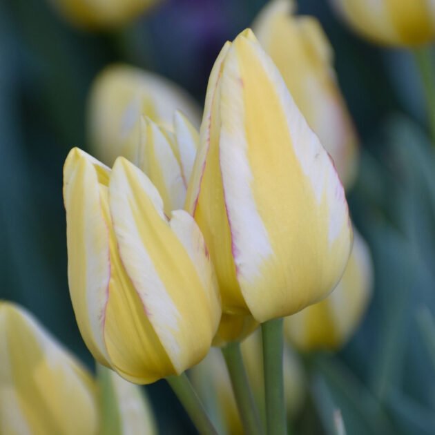 Zbliżenie na kwiat tulipana Tulipan 'Antoinette' z żywymi żółtymi płatkami, białymi smugami i delikatnymi różowymi refleksami w kwitnącym wiosennym ogrodzie, idealny do kolorowego krajobrazu zewnętrznego z internetowego butiku ogrodniczego.