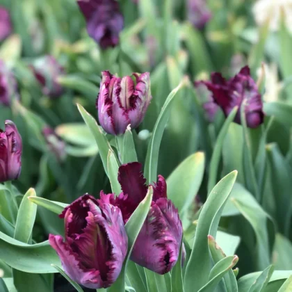 Zbliżenie na tulipany Black Parrot o ciemnofioletowych płatkach z frędzlami i żywych zielonych liściach, prezentowane wśród mieszanych kwitnących tulipanów i bujnych liści ogrodowych - idealna inspiracja do wiosennego sadzenia cebulek z internetowego butiku ogrodniczego.
