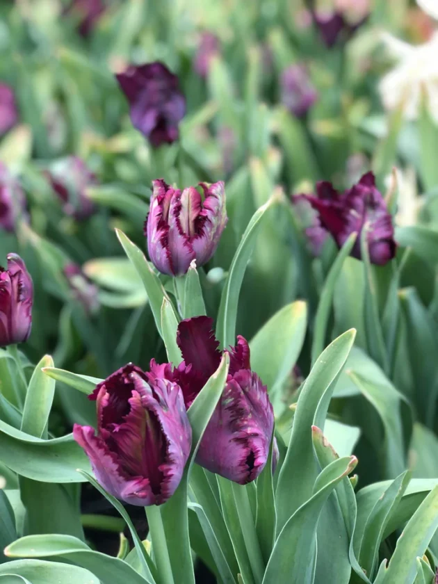 Zbliżenie na tulipany Black Parrot o ciemnofioletowych płatkach z frędzlami i żywych zielonych liściach, prezentowane wśród mieszanych kwitnących tulipanów i bujnych liści ogrodowych - idealna inspiracja do wiosennego sadzenia cebulek z internetowego butiku ogrodniczego.