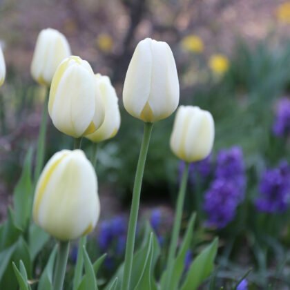 Zbliżenie kwitnących, jasnożółtych tulipanów odmiany Tulipan 'Ivory Floradale' w pełnym życia ogrodzie, ze świeżymi zielonymi łodygami otoczonymi rozmytymi fioletowymi kwiatami, żółtymi kwiatami i bujnymi zielonymi liśćmi — to najwyższej jakości cebule wiosenne dostępne w naszym internetowym butiku ogrodniczym.