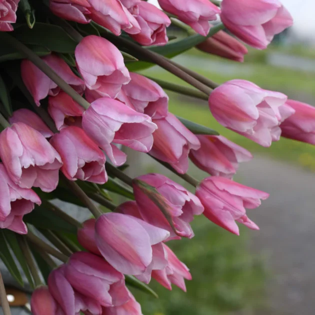 Żywe różowe tulipany Tulipan 'Mistress Mystic' w pełnym rozkwicie, z bujnymi, zachodzącymi na siebie płatkami kwiatów i świeżymi zielonymi łodygami — idealne kwiaty cięte do wiosennych ogrodów. Kupuj najwyższej jakości różowe bukiety tulipanów w naszym internetowym butiku ogrodniczym.