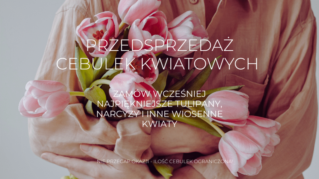 Kup wiosenne cebulki kwiatowe online - Osoba w różowej koszuli trzyma żywy bukiet świeżych różowych tulipanów. Polska nakładka tekstowa promuje przedsprzedaż wysokiej jakości cebulek tulipanów, żonkili i wiosennych kwiatów z naszego internetowego butiku ogrodniczego. Idealne do kolorowych wiosennych ogrodów.