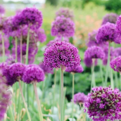 Żywe kiście kwiatów alium Czosnek 'Purple Sensation' w pełnym rozkwicie, z efektownymi fioletowymi kwiatami w kształcie kuli na wysokich zielonych łodygach, prezentowane w bujnym otoczeniu ogrodowym z rozmytą zielenią i kolorowymi kwiatami - idealny wybór ozdobny dla nowoczesnych entuzjastów ogrodnictwa i kupujących w butikach ogrodniczych online.