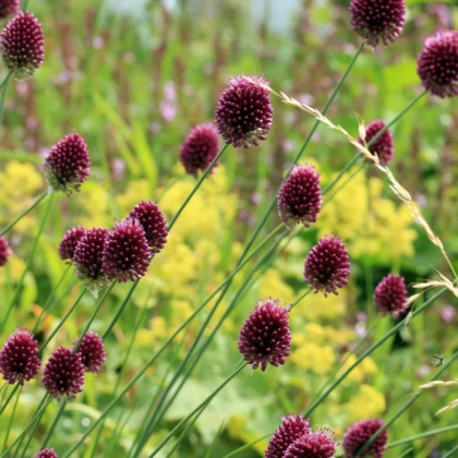 Żywe grona okrągłych, kolczastych, ciemnofioletowych kwiatów Allium sphaerocephalon (Czosnek główkowaty) kwitną na wysokich zielonych łodygach w bujnym ogrodzie, pięknie kontrastując z rozmytymi żółto-zielonymi liśćmi i trawą - idealne cebulki ozdobne dla entuzjastów ogrodnictwa online.