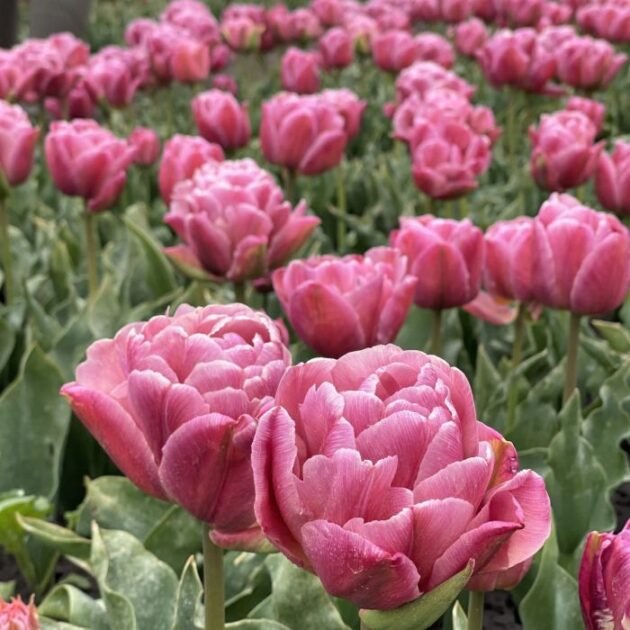 Kup oszałamiające różowe tulipany Tulipan 'Beachberry' w pełnym rozkwicie w naszym internetowym butiku ogrodniczym. Ta żywa odmiana charakteryzuje się bujnymi zielonymi liśćmi i szczegółowymi, kolorowymi płatkami, idealnymi do wiosennych ogrodów. Odkryj wysokiej jakości cebulki Tulipan 'Beachberry', aby stworzyć zapierający dech w piersiach ogród różowych tulipanów ze zdrowymi, gęsto posadzonymi kwiatami - idealny dla entuzjastów ogrodnictwa poszukujących najwyższej jakości odmian tulipanów.