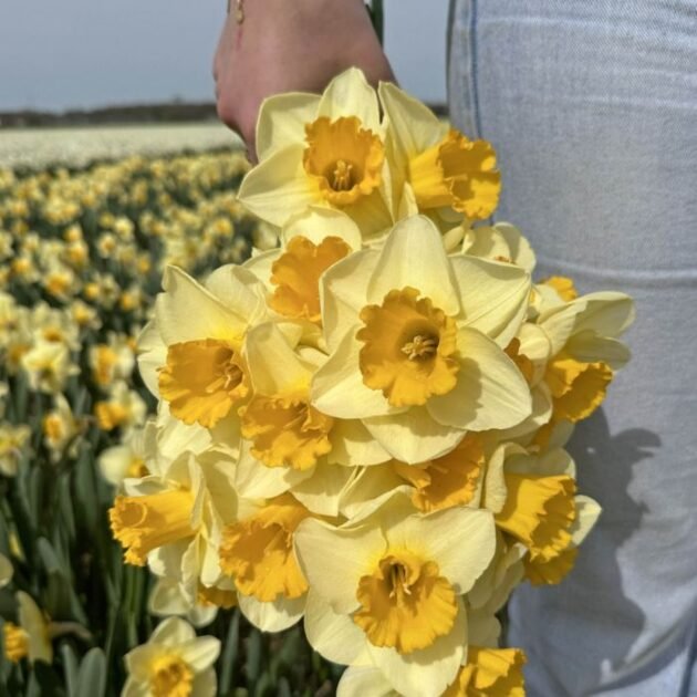 Osoba trzymająca duży bukiet żonkili Narcissus 'Yellow Salome' na kwitnącym polu kwiatowym, ubrana w jasnoniebieskie dżinsy - cebulki wiosenne premium z internetowego butiku ogrodniczego.
