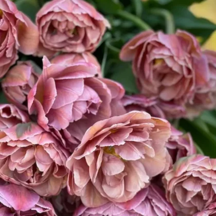 Zbliżenie na kwiaty tulipana Tulipan 'Beachberry' z potarganymi różowymi płatkami i świeżymi zielonymi liśćmi, pięknie ułożone na rustykalnej drewnianej powierzchni - idealne romantyczne wiosenne kwiaty z naszego internetowego butiku ogrodniczego.
