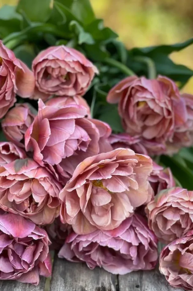 Zbliżenie na kwiaty tulipana Tulipan 'Beachberry' z potarganymi różowymi płatkami i świeżymi zielonymi liśćmi, pięknie ułożone na rustykalnej drewnianej powierzchni - idealne romantyczne wiosenne kwiaty z naszego internetowego butiku ogrodniczego.