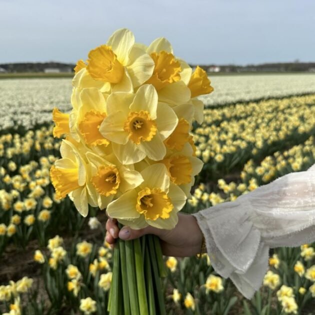 Ręka trzymająca świeży bukiet żonkili Narcissus 'Yellow Salome' w pełnym rozkwicie, na tle kwitnącego pola i czystego błękitnego nieba. Osoba ubrana w elegancką białą bluzkę z długimi rękawami, idealną dla entuzjastów ogrodnictwa poszukujących wysokiej jakości wiosennych cebulek żonkili w internetowym butiku ogrodniczym.