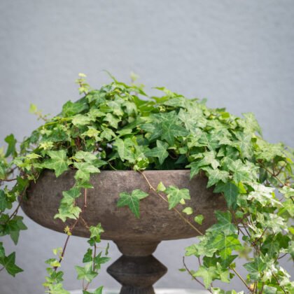 Daga Planter/naczynie do kwiatów z bujnym bluszczem, wyeksponowane na wzorzystym blacie, idealne do nowoczesnych ogrodów wewnętrznych.