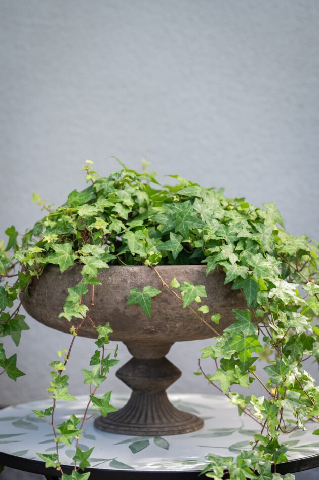 Daga Planter/naczynie do kwiatów z bujnym bluszczem, wyeksponowane na wzorzystym blacie, idealne do nowoczesnych ogrodów wewnętrznych.