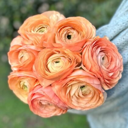 Sklep 'Cloni Success Grand Pastel' brzoskwiniowy i jasnopomarańczowy bukiet ranunculus, trzymany przez osobę w niebieskim swetrze, zielone tło.