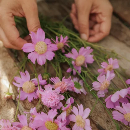 Ręce układające kwiaty Kosmos 'White Popsocks' na rustykalnym drewnie - idealne kwiaty do ogrodu, wystroju butiku lub projektu kwiatowego.