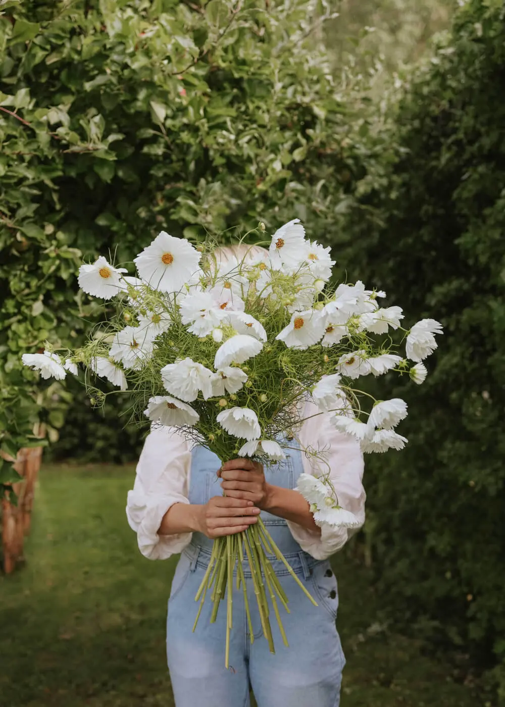 bujny bukiet Kosmos 'Hacienda White Mix' na zewnątrz, otoczony trawą i drzewami - styl ogrodowy.