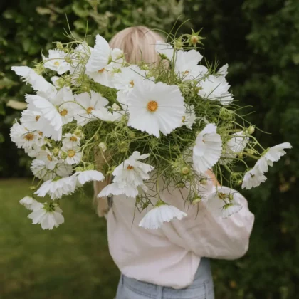 Osoba w jasnej koszuli i niebieskich dżinsach trzyma kwiaty Kosmos 'Hacienda White Mix' na zewnątrz, pokazując bujne zielone liście ogrodowe.