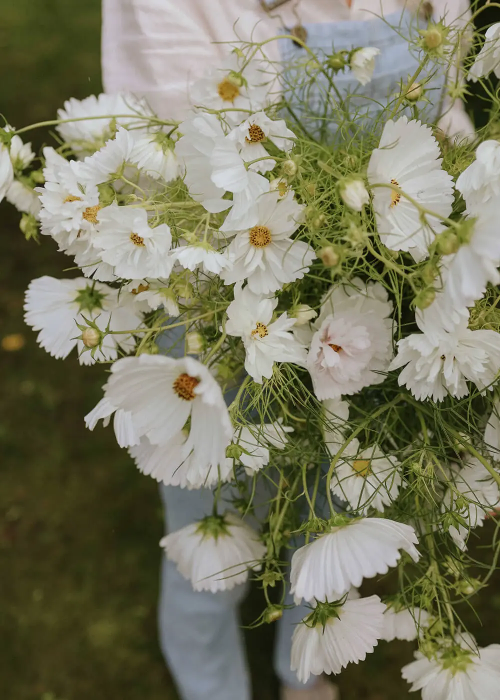 Bukiet Kosmos 'Hacienda White Mix' - delikatne białe płatki, żółte środki, trzymany przez ogrodnika w różowo-niebieskim plenerze.